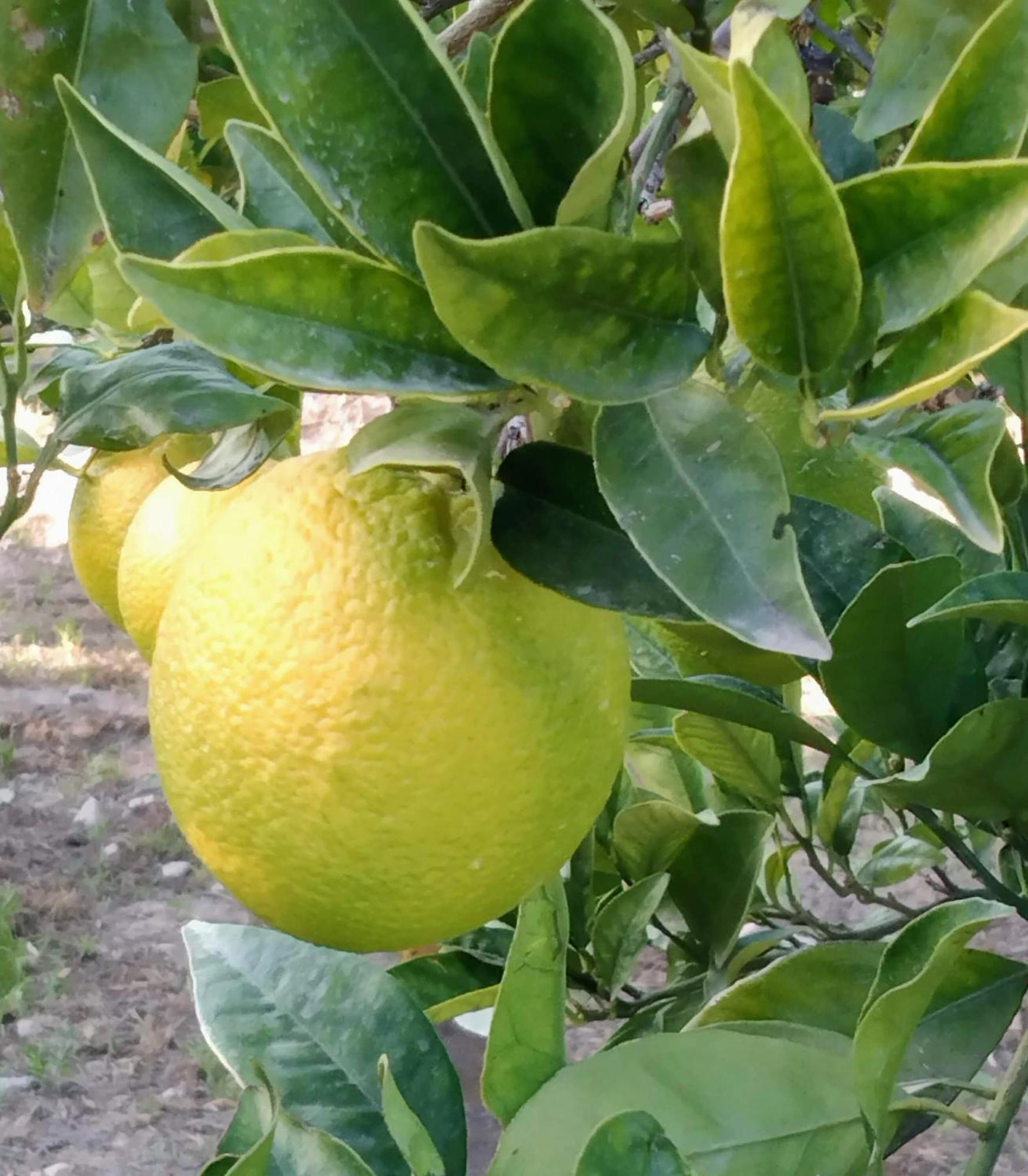 B&B La Granadilla Cónchar Kültér fotó