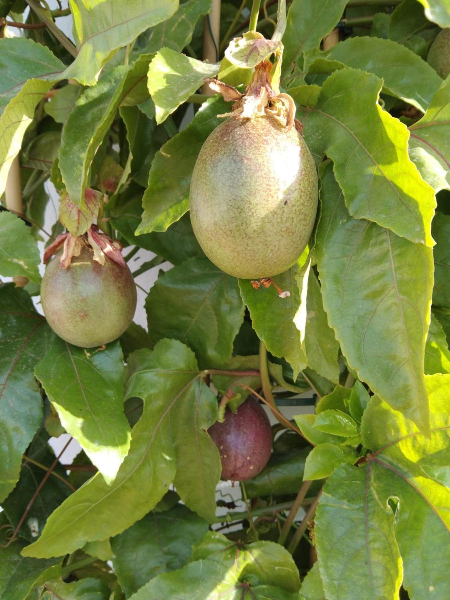 B&B La Granadilla Cónchar Kültér fotó