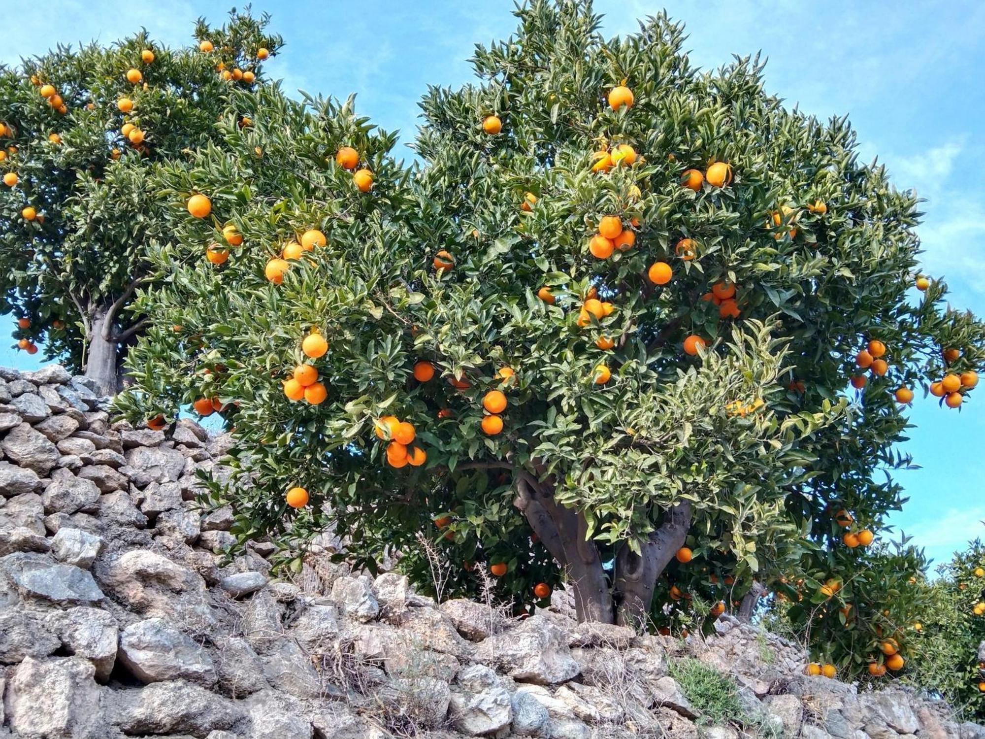 B&B La Granadilla Cónchar Kültér fotó